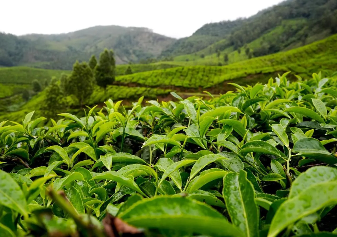 Arivikad Tea Bungalow Munnar By Voye Homes Suryanelli 0*,  India